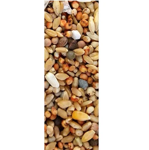 oroncarp2615175